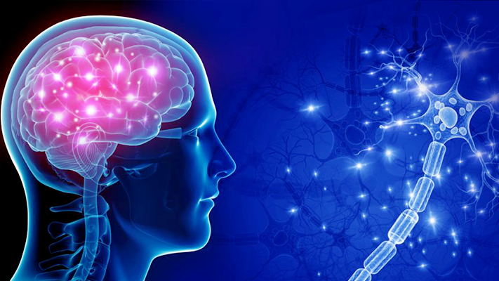 نخستی‌سانان