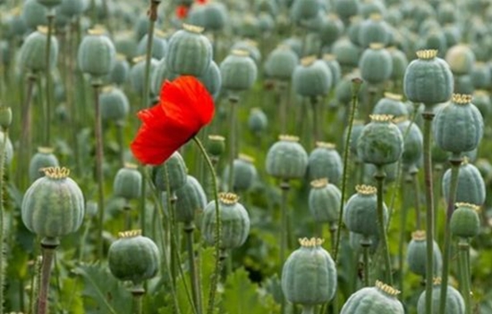 کشت قانونی خشخاش