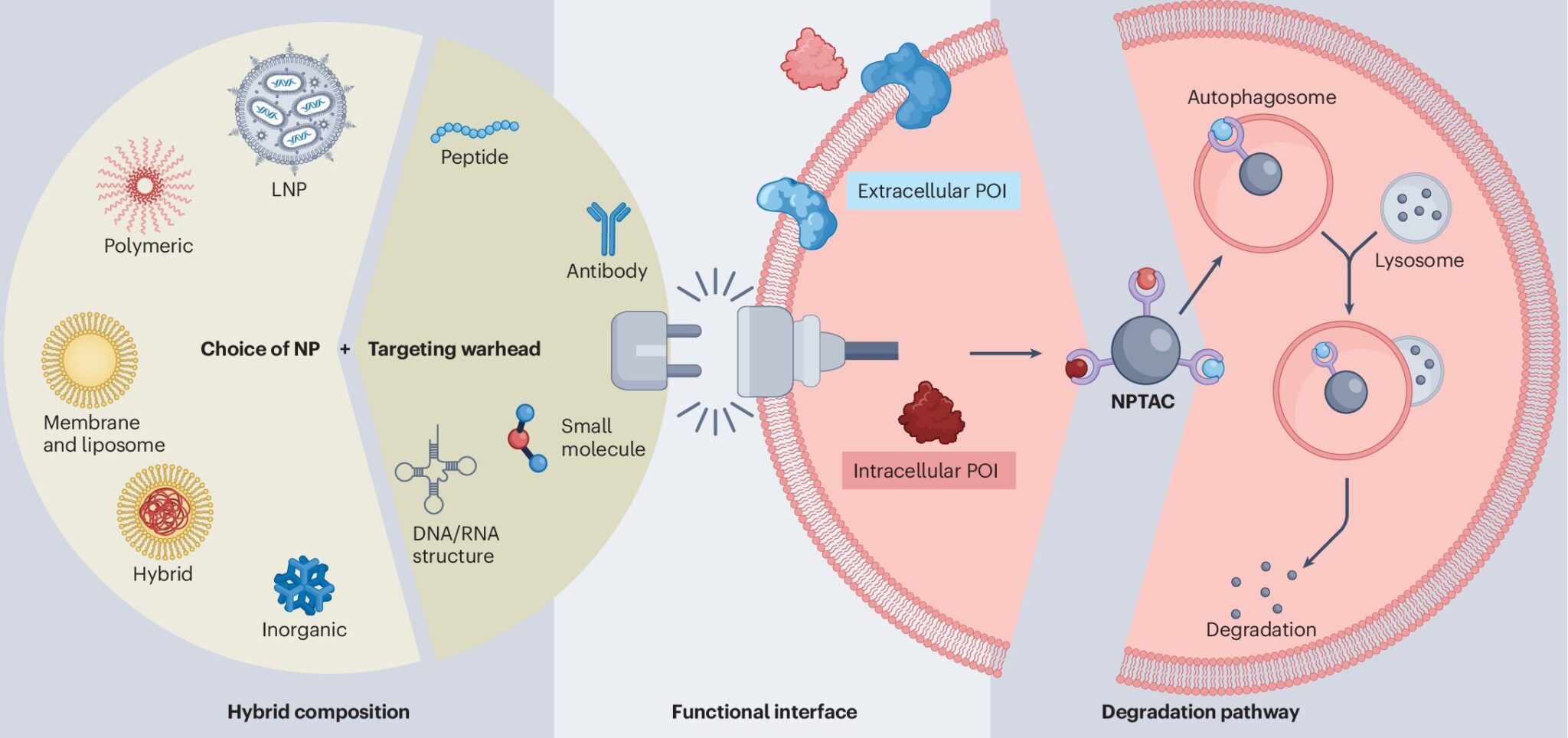 پروتئین‌های مرگ‌آور به دام نانوذرات افتادند!